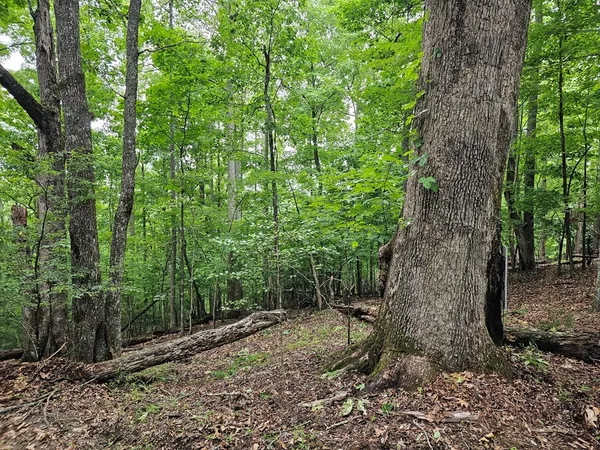 a view of a forest filled with trees