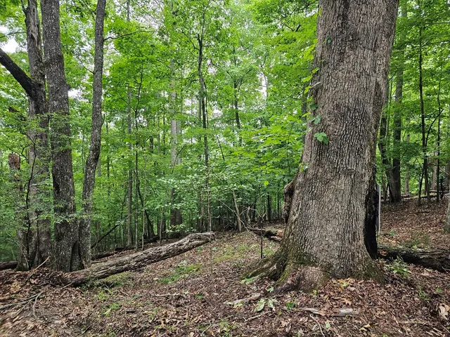a view of a forest filled with trees