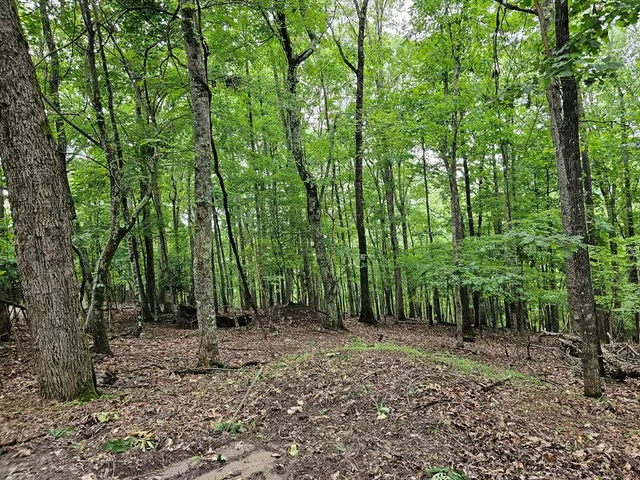 a view of outdoor space with lots of trees