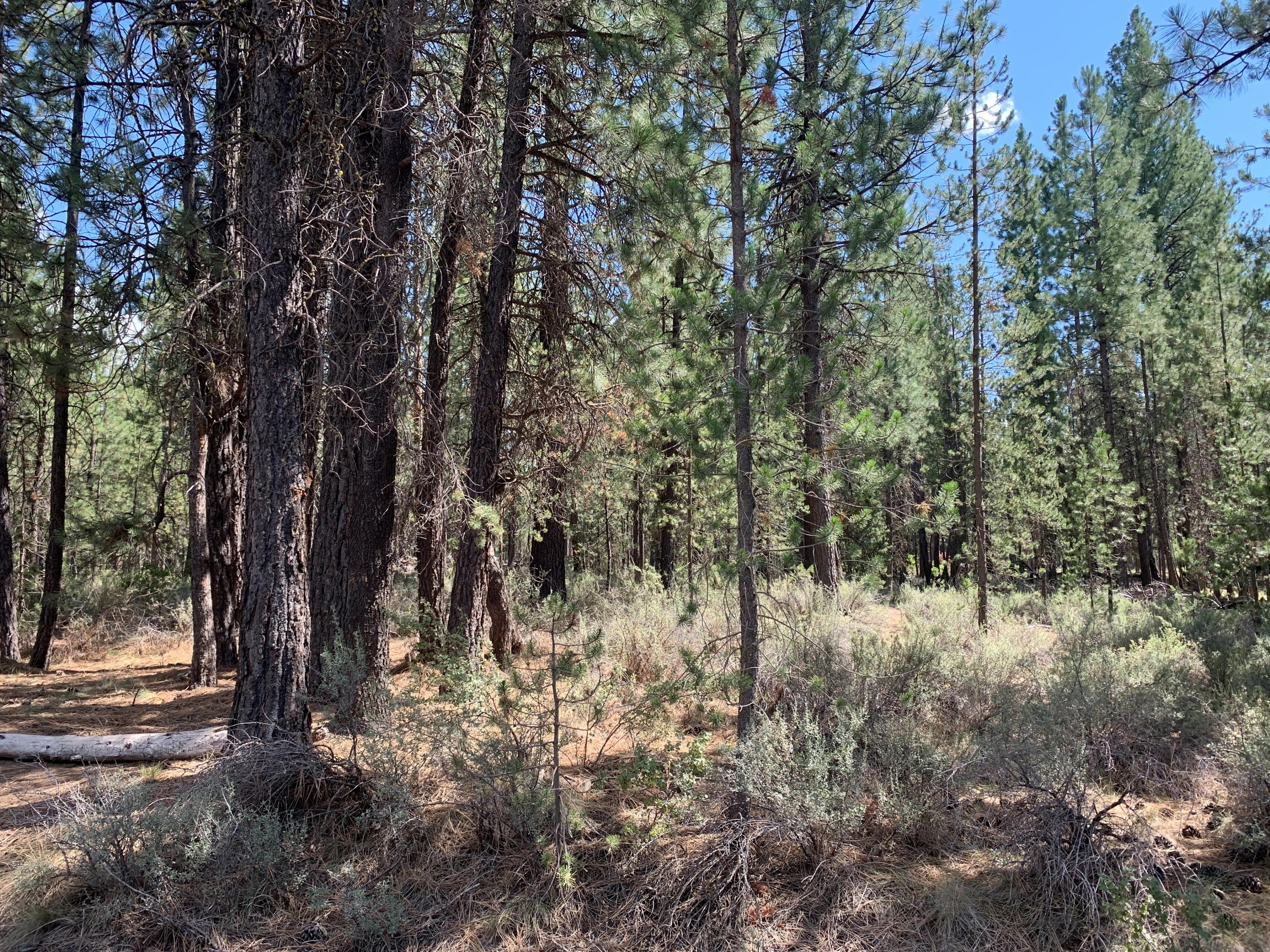 16917 Jacinto Road Bend, OR 97707 - Photo 2 of 36 1