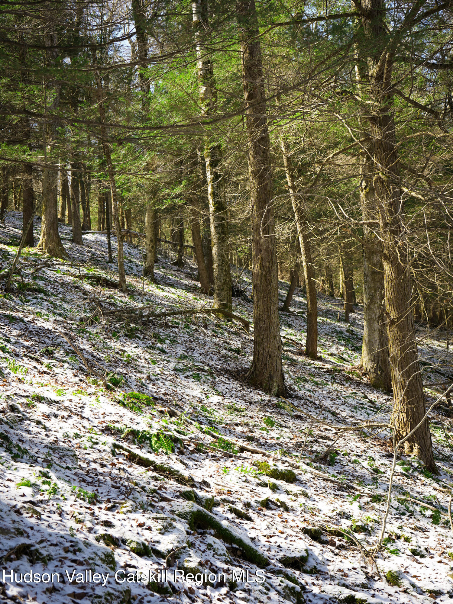 Tbd Rider Hollow Road Arkville, NY 12406 - Photo 15 of 32 Copy of 16-DSC00555