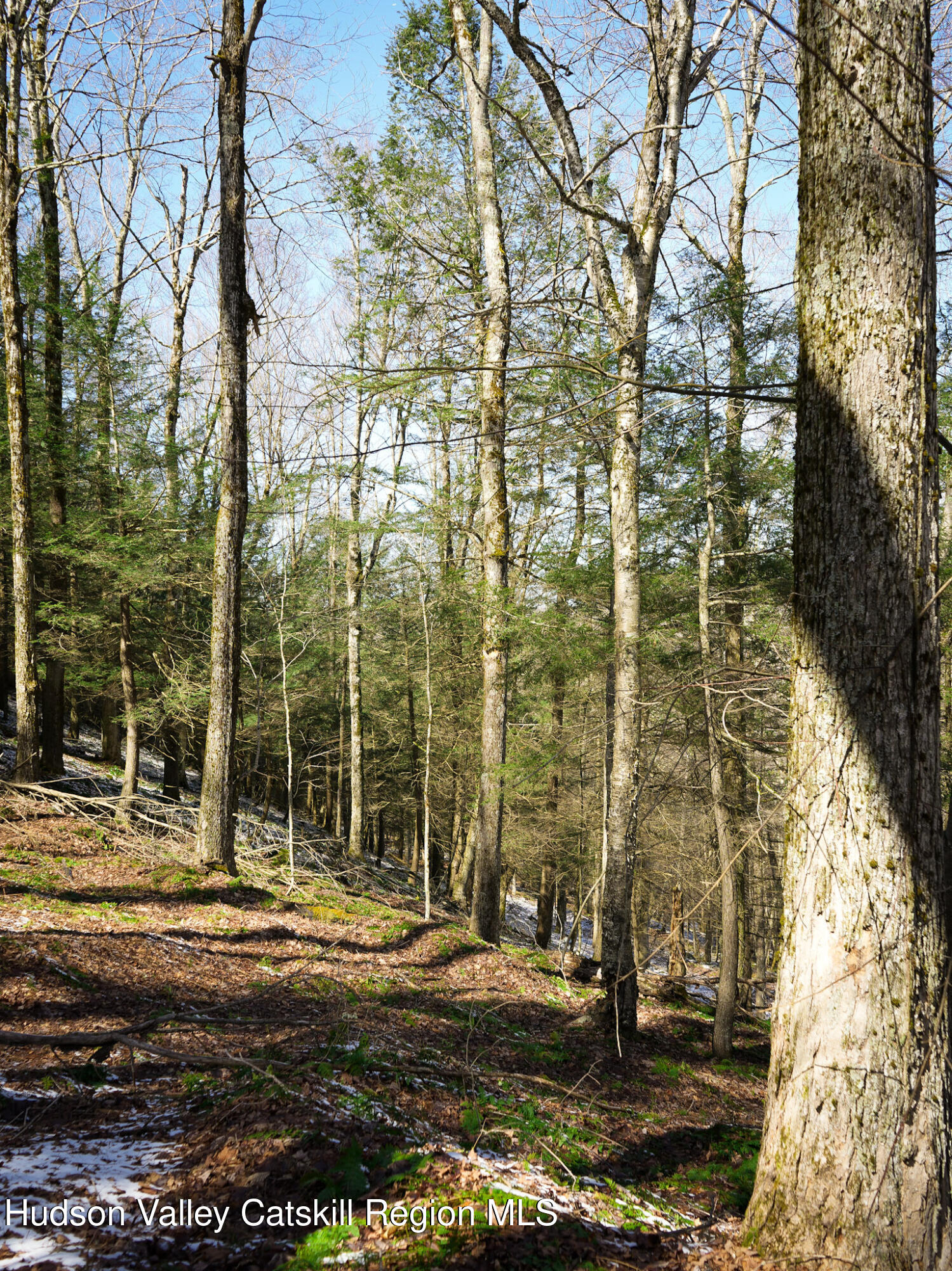 Tbd Rider Hollow Road Arkville, NY 12406 - Photo 16 of 32 Copy of 18-DSC00558