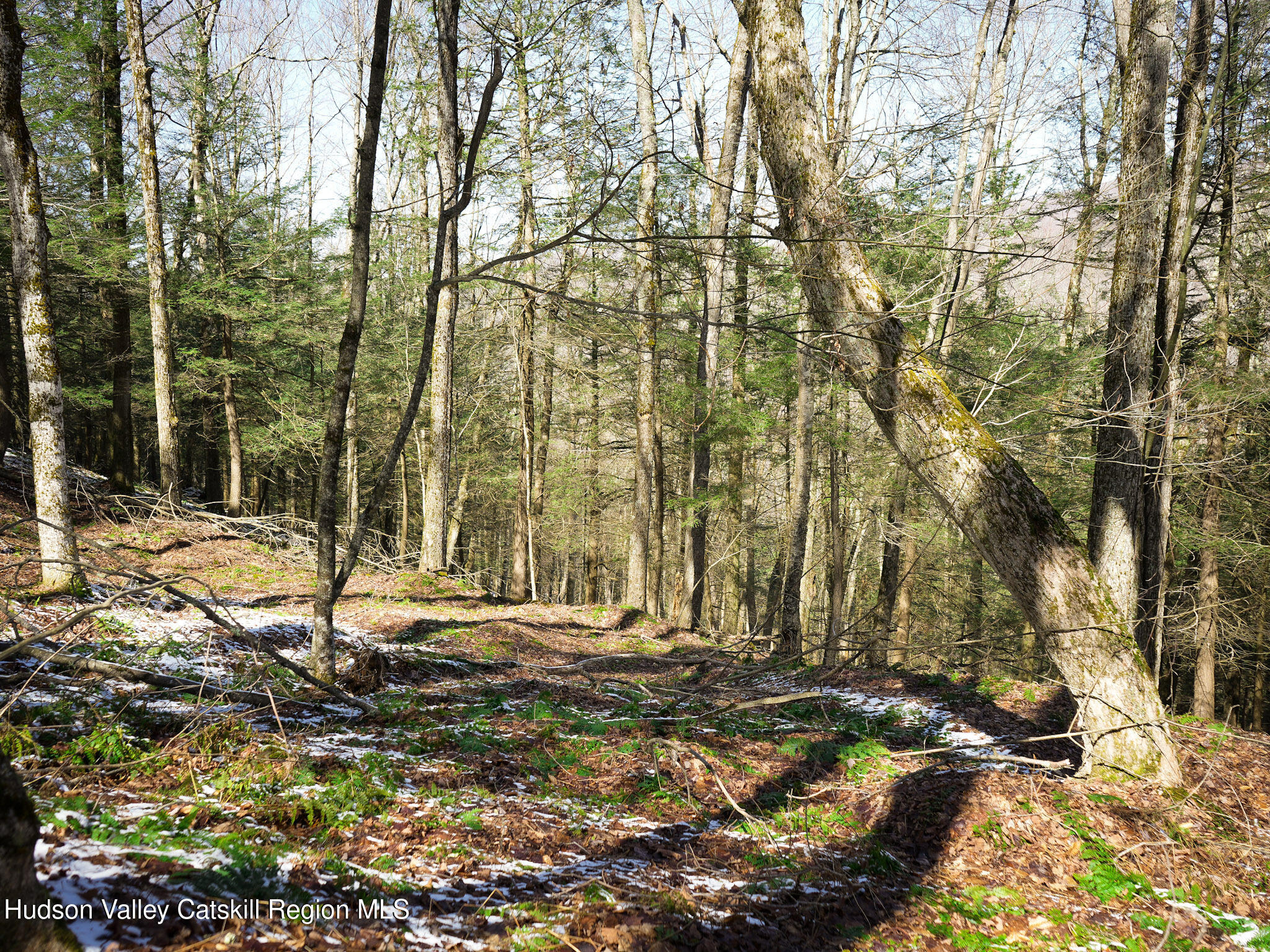 Tbd Rider Hollow Road Arkville, NY 12406 - Photo 17 of 32 Copy of 20-DSC00560