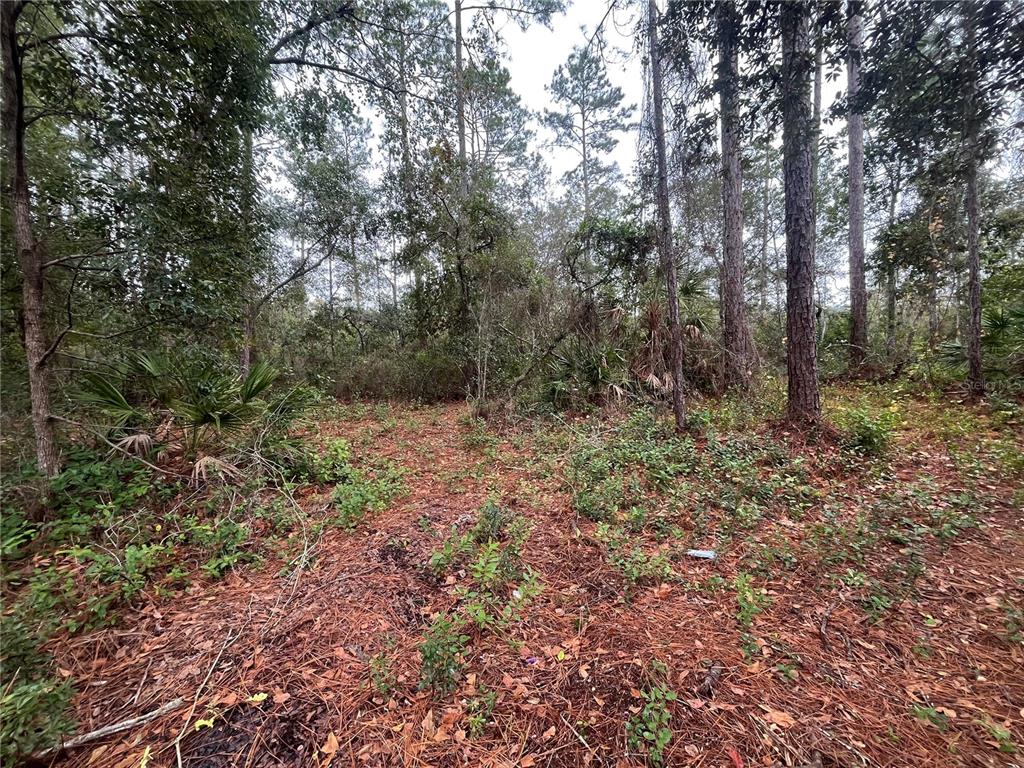 Susan Street Interlachen, FL 32148 - Photo 4 of 17