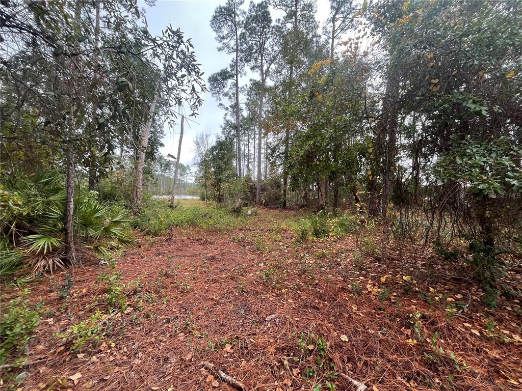Susan Street Interlachen, FL 32148 - Photo 5 of 17