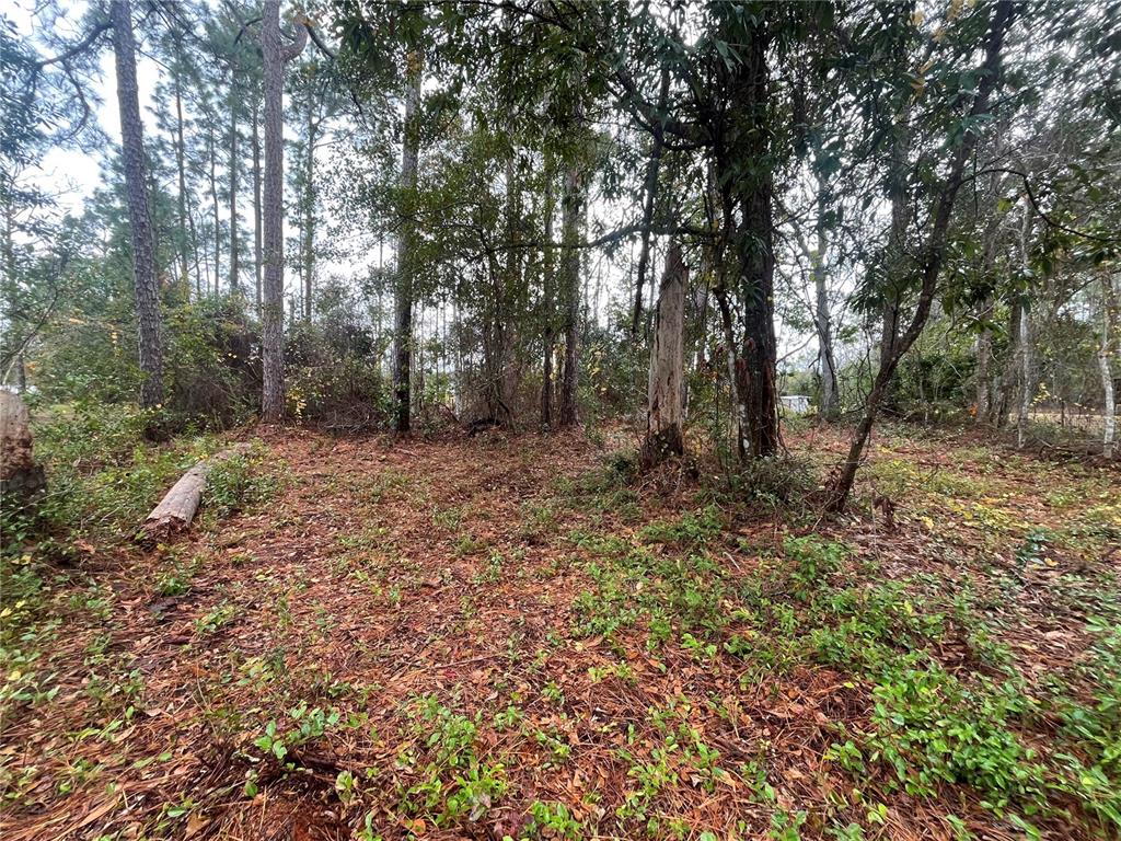 Susan Street Interlachen, FL 32148 - Photo 6 of 17
