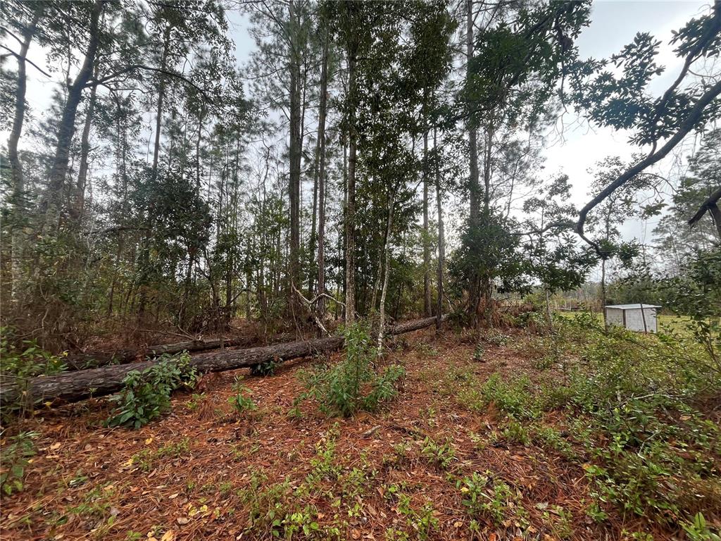 Susan Street Interlachen, FL 32148 - Photo 7 of 17