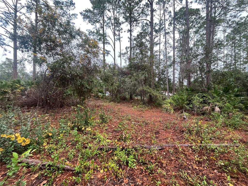 Susan Street Interlachen, FL 32148 - Photo 8 of 17