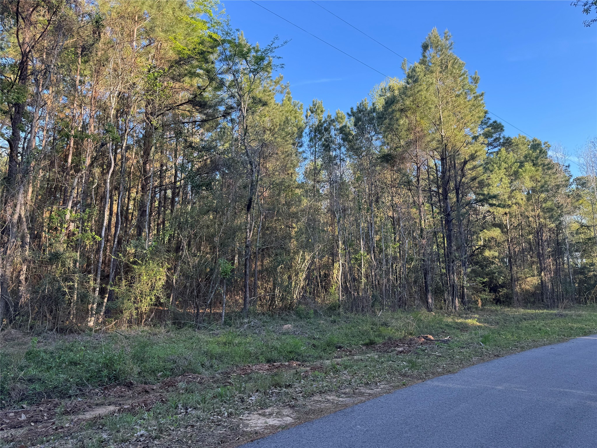 0 Rose Hill Road Coldspring, TX 77331 - Photo 4 of 12 a backyard of a house with lots of trees