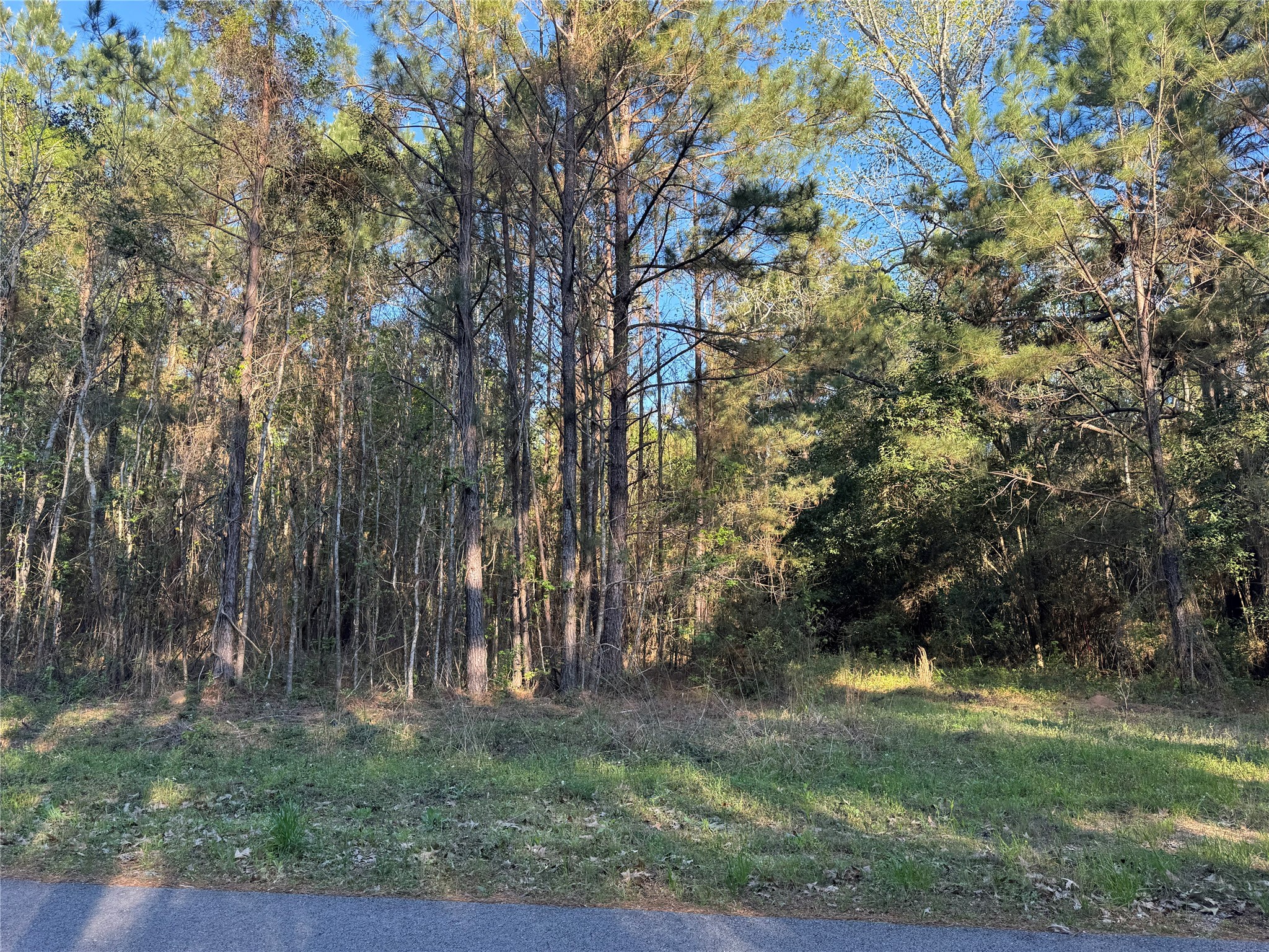 0 Rose Hill Road Coldspring, TX 77331 - Photo 5 of 12 a view of backyard with green space