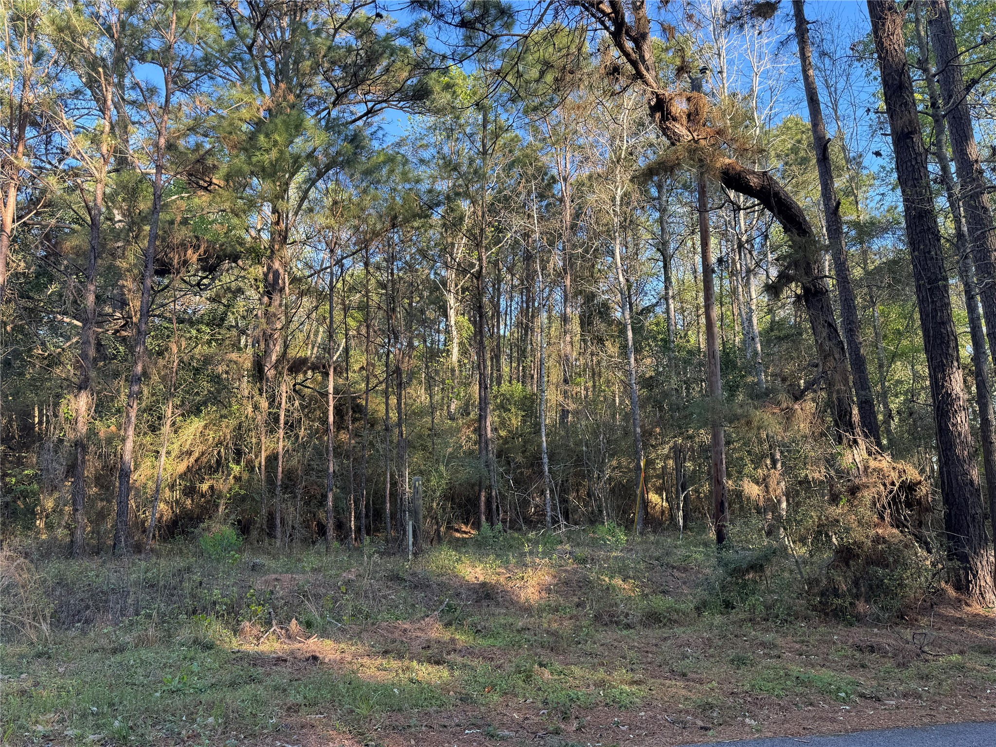 0 Rose Hill Road Coldspring, TX 77331 - Photo 6 of 12 a backyard of a house with lots of green space