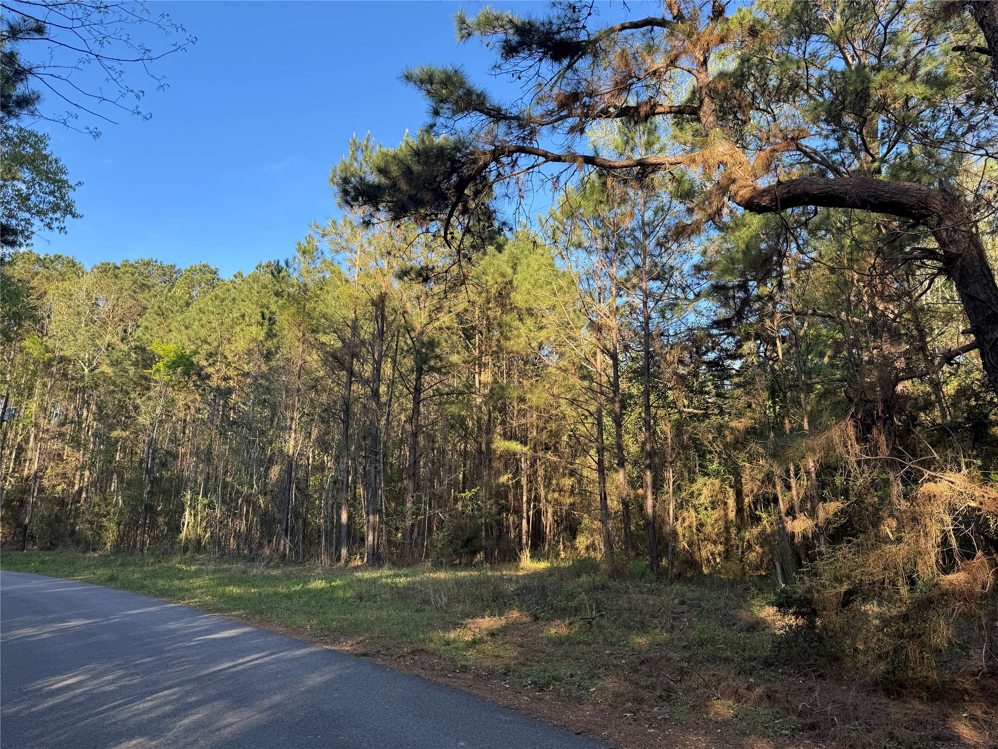 0 Rose Hill Road Coldspring, TX 77331 - Photo 8 of 12 a view of a yard with a tree