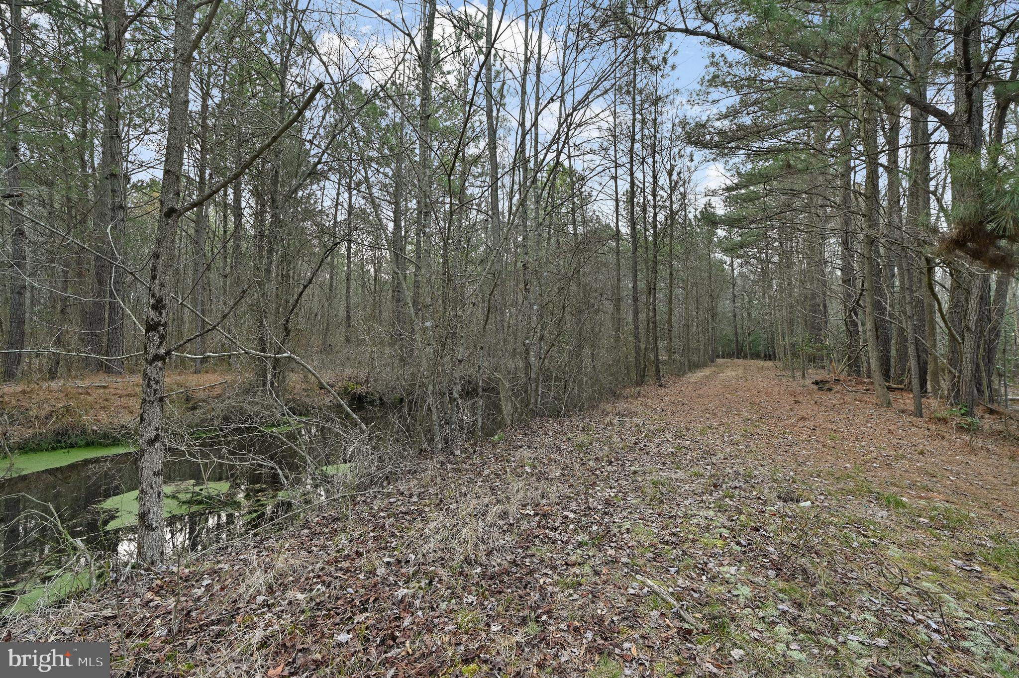 4845 Houston Branch Road Federalsburg, MD 21632 - Photo 4 of 16 Gallery Image 4