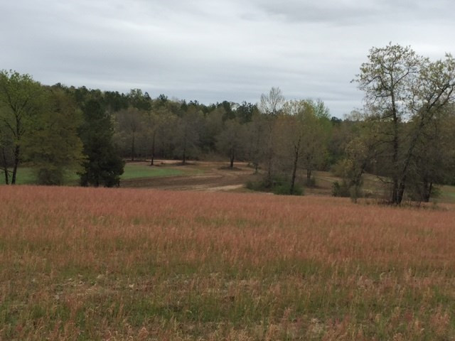 0 Deer Stand Road Wagener, SC 29164 - Photo 3 of 7