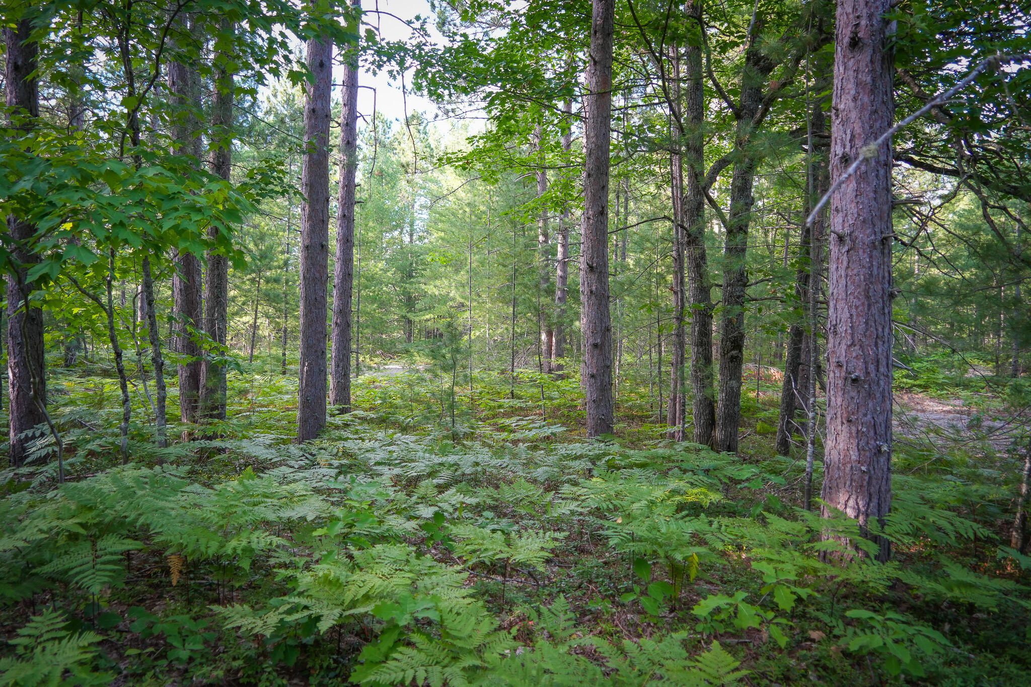 3505 Timber Lost Road Paradise, MI 49768 - Photo 60 of 63 DSC01395