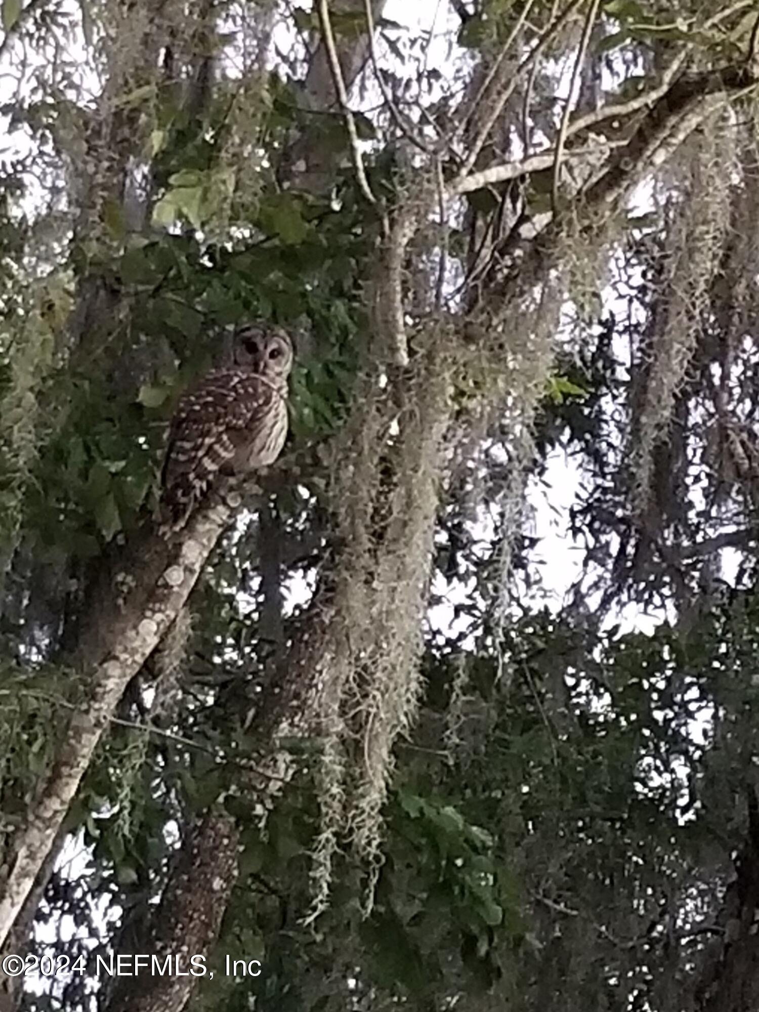 6310 Jack Wright Island Road St. Augustine, FL 32092 - Photo 41 of 57 IMG_2429