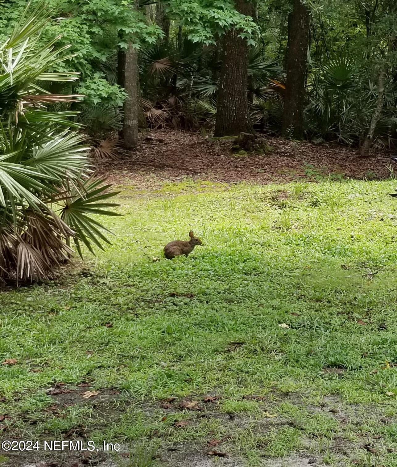 6310 Jack Wright Island Road St. Augustine, FL 32092 - Photo 43 of 57 IMG_4429