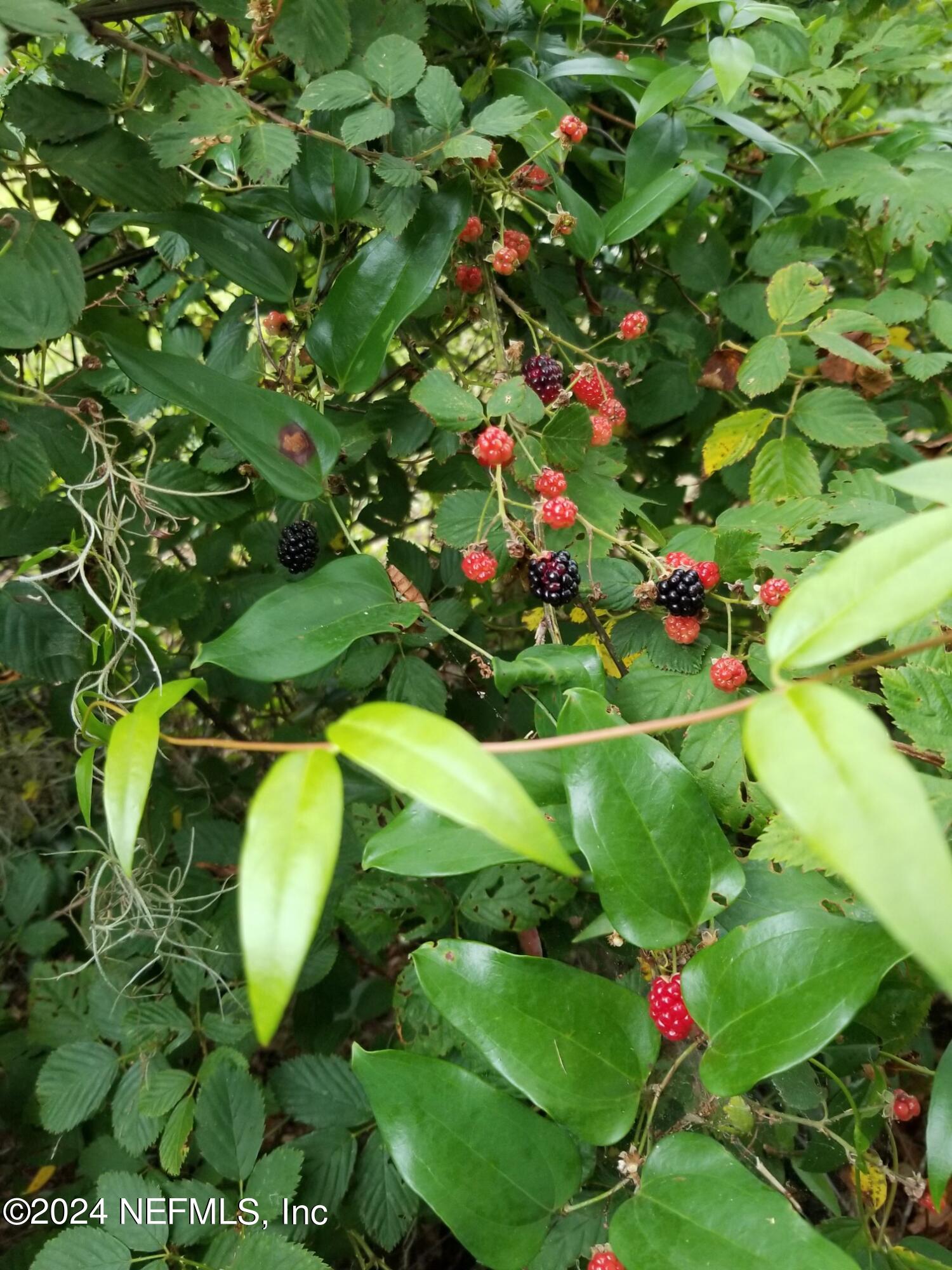 6310 Jack Wright Island Road St. Augustine, FL 32092 - Photo 45 of 57 IMG_8555