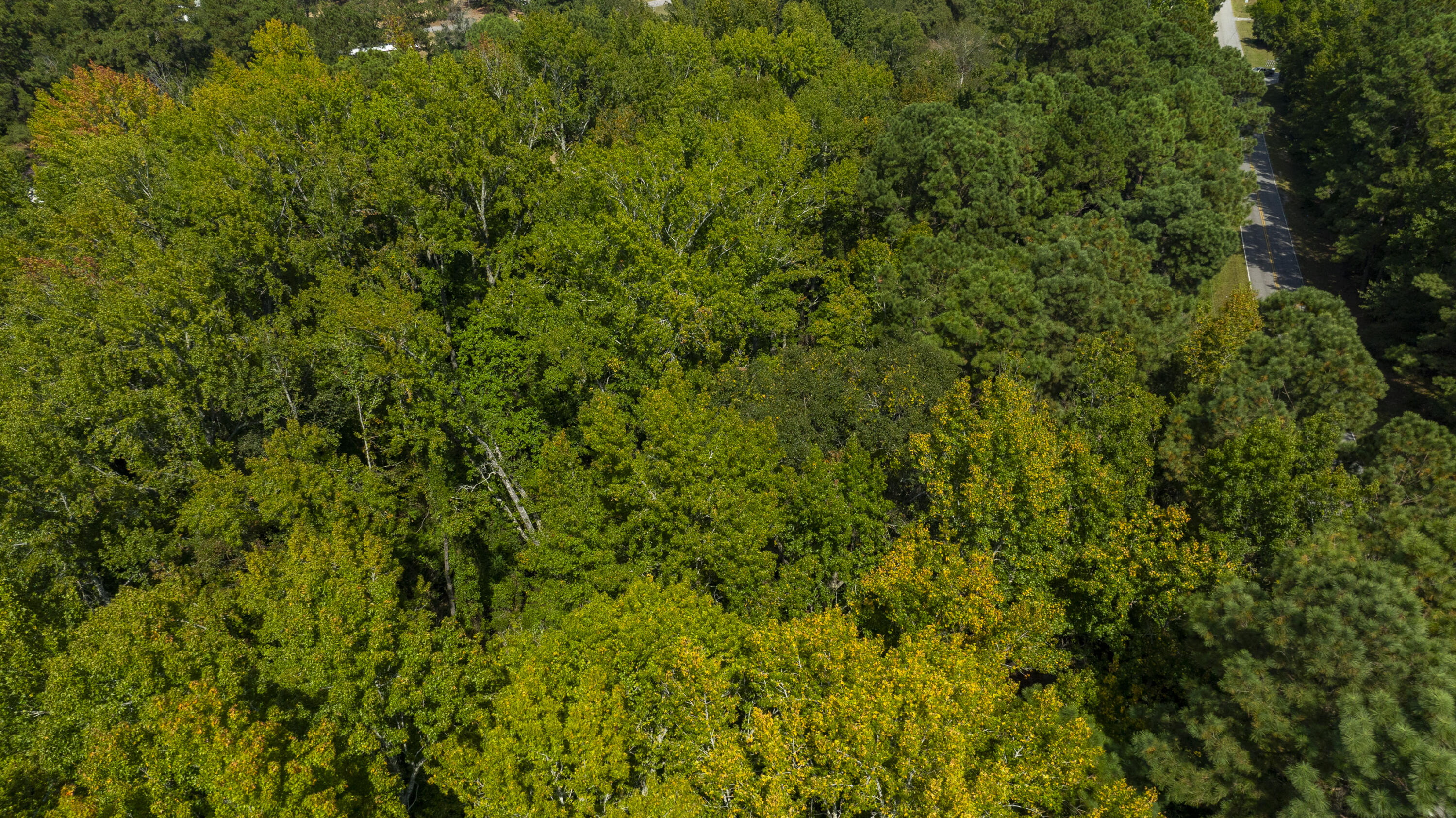 0 Elko Street Williston, SC 29853 - Photo 18 of 20 DJI_0764