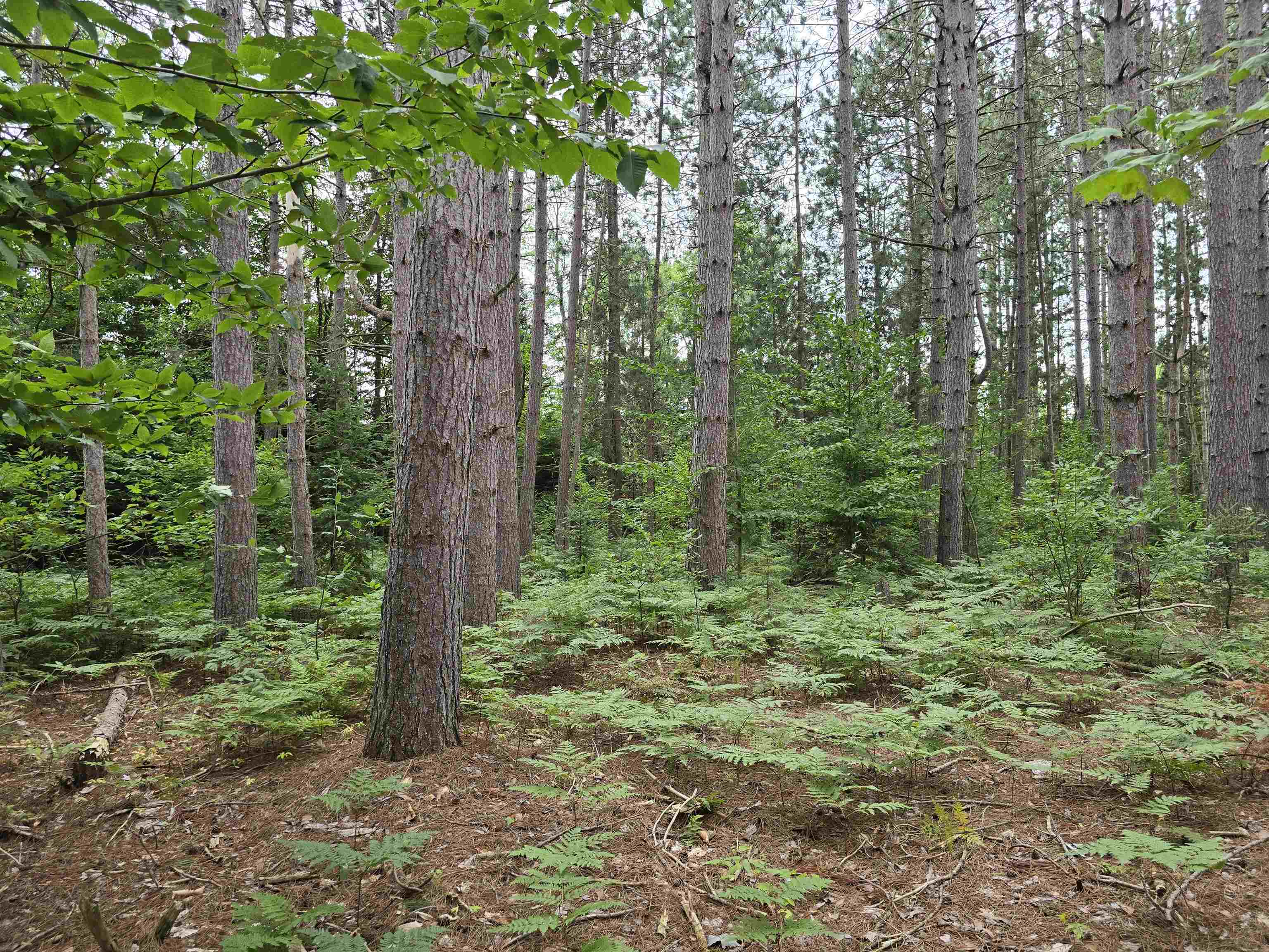 10.11-acres Golden Road Southeast Kalkaska, MI 49646 - Photo 13 of 17