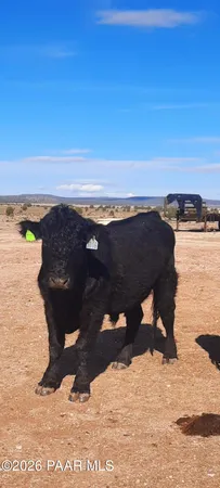 $265,000 | Xxxx West Xxxx W Old Limestone Lane, Seligman, AZ 86337