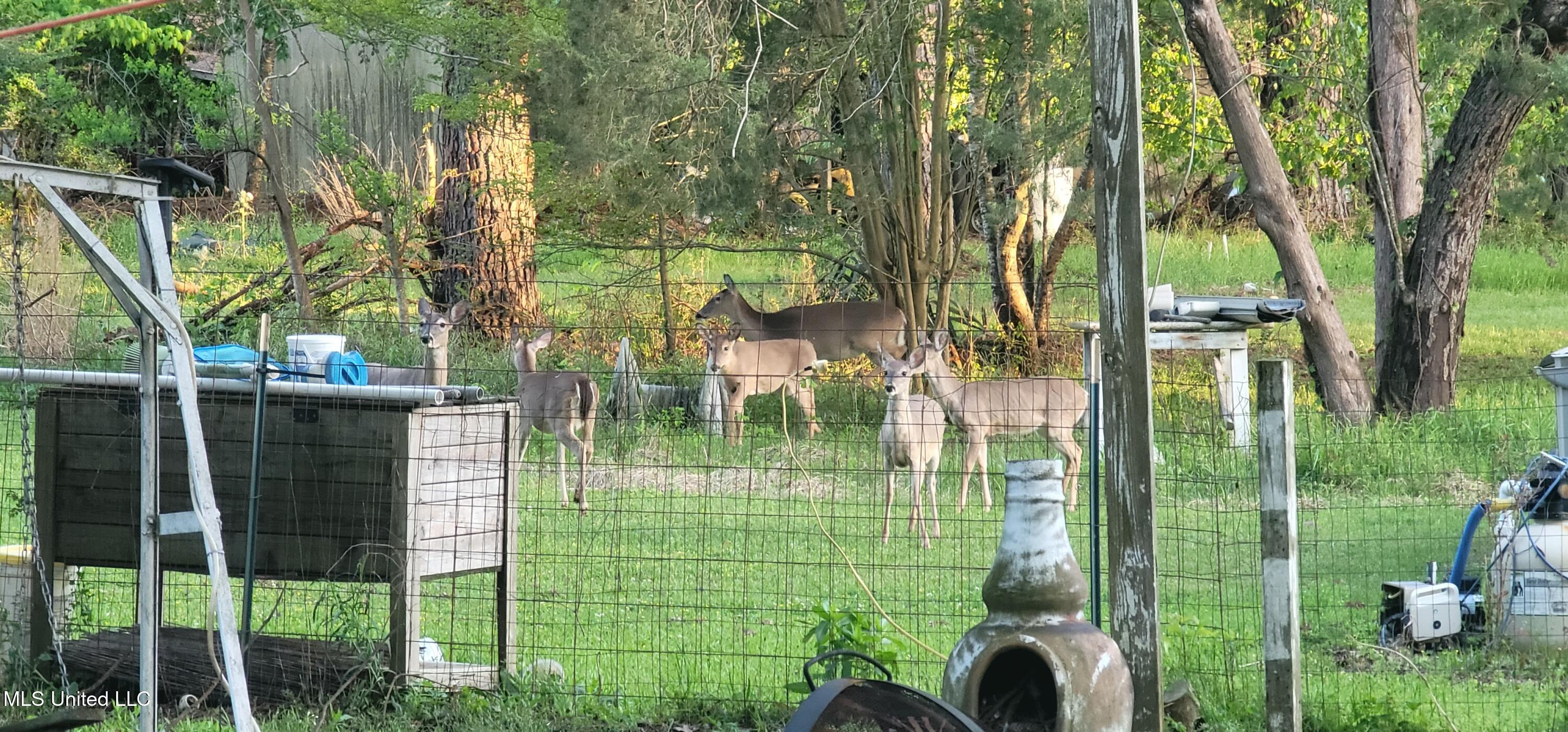415 St Augustine Drive Madison, MS 39110 - Photo 45 of 52 Deer