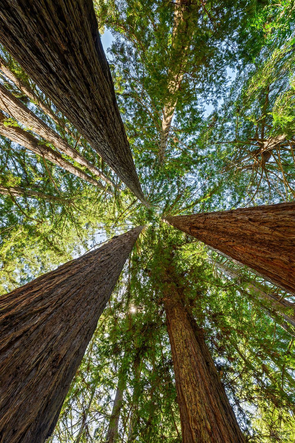 1650 Jonive Road Sebastopol, CA 95472 - Photo 62 of 89