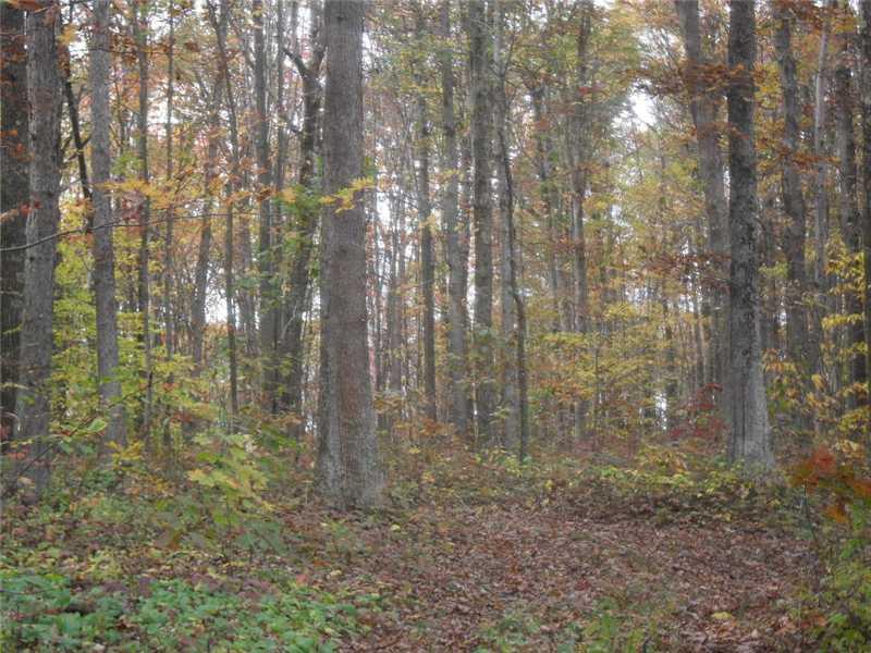 Back Road Confluence, PA 15424 - Photo 15 of 24 Land.