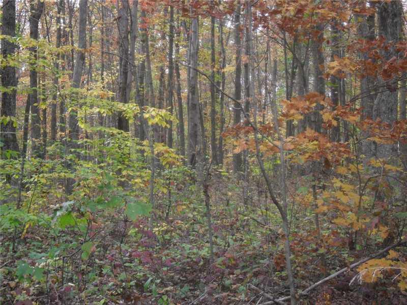 Back Road Confluence, PA 15424 - Photo 18 of 24 Land.
