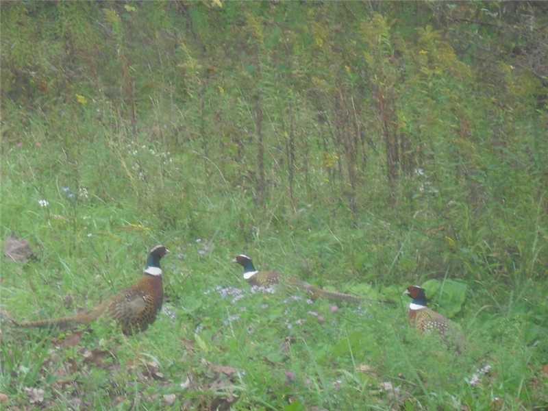 Back Road Confluence, PA 15424 - Photo 22 of 24 Other. Friends of Back Road! Look for more of these guys while you re walking or riding on your land!!