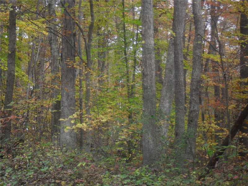 Back Road Confluence, PA 15424 - Photo 6 of 24 Land.