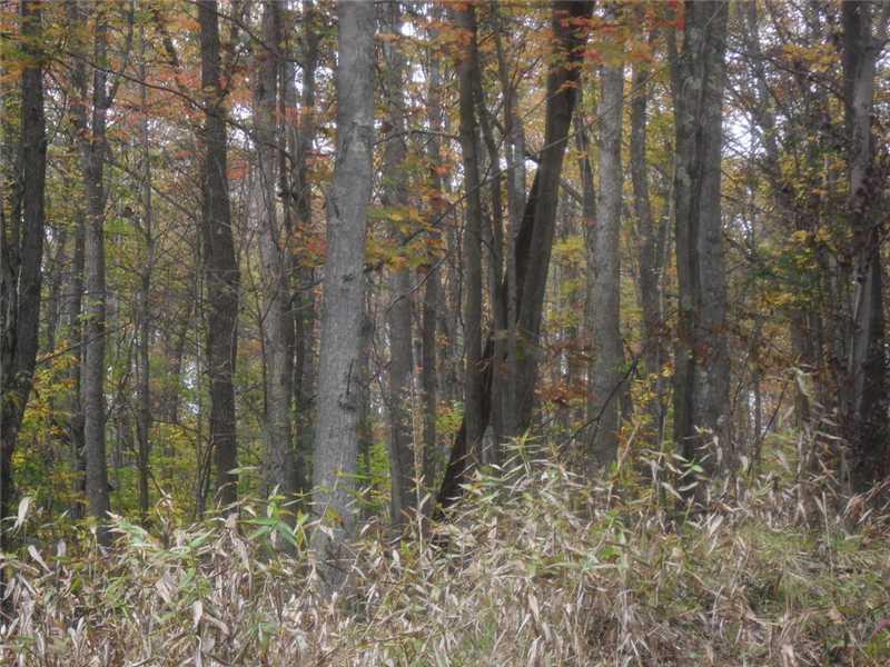 Back Road Confluence, PA 15424 - Photo 9 of 24 Land.