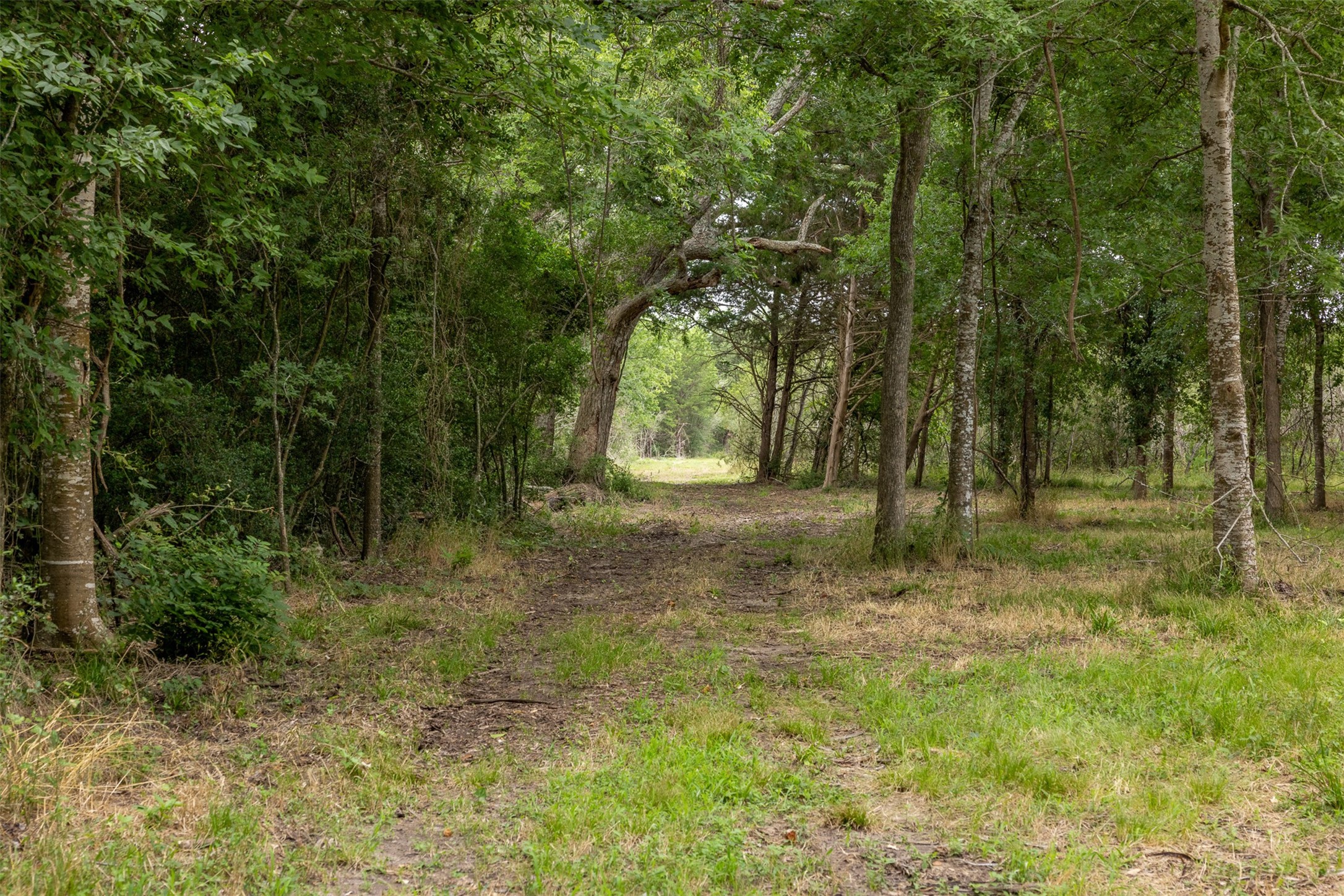 0 Ives Creek Road Bellville, TX 77418 - Photo 11 of 33 a view of outdoor space with trees all around