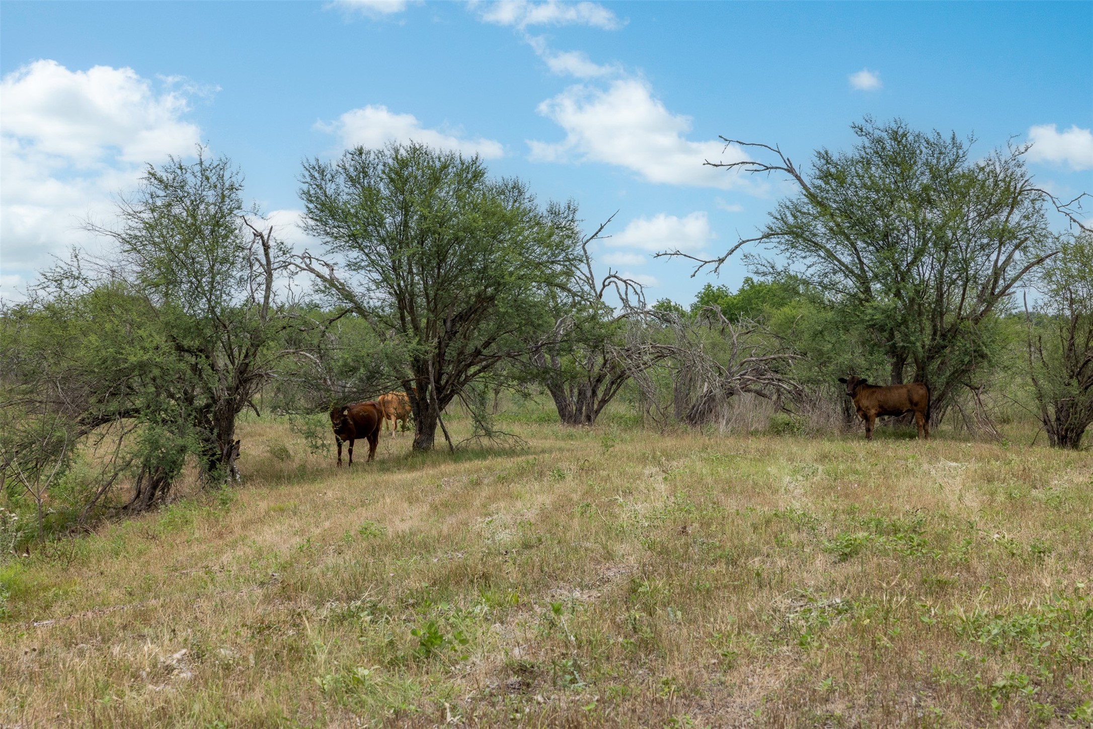 0 Ives Creek Road Bellville, TX 77418 - Photo 14 of 33 a view of an outdoor space and trees