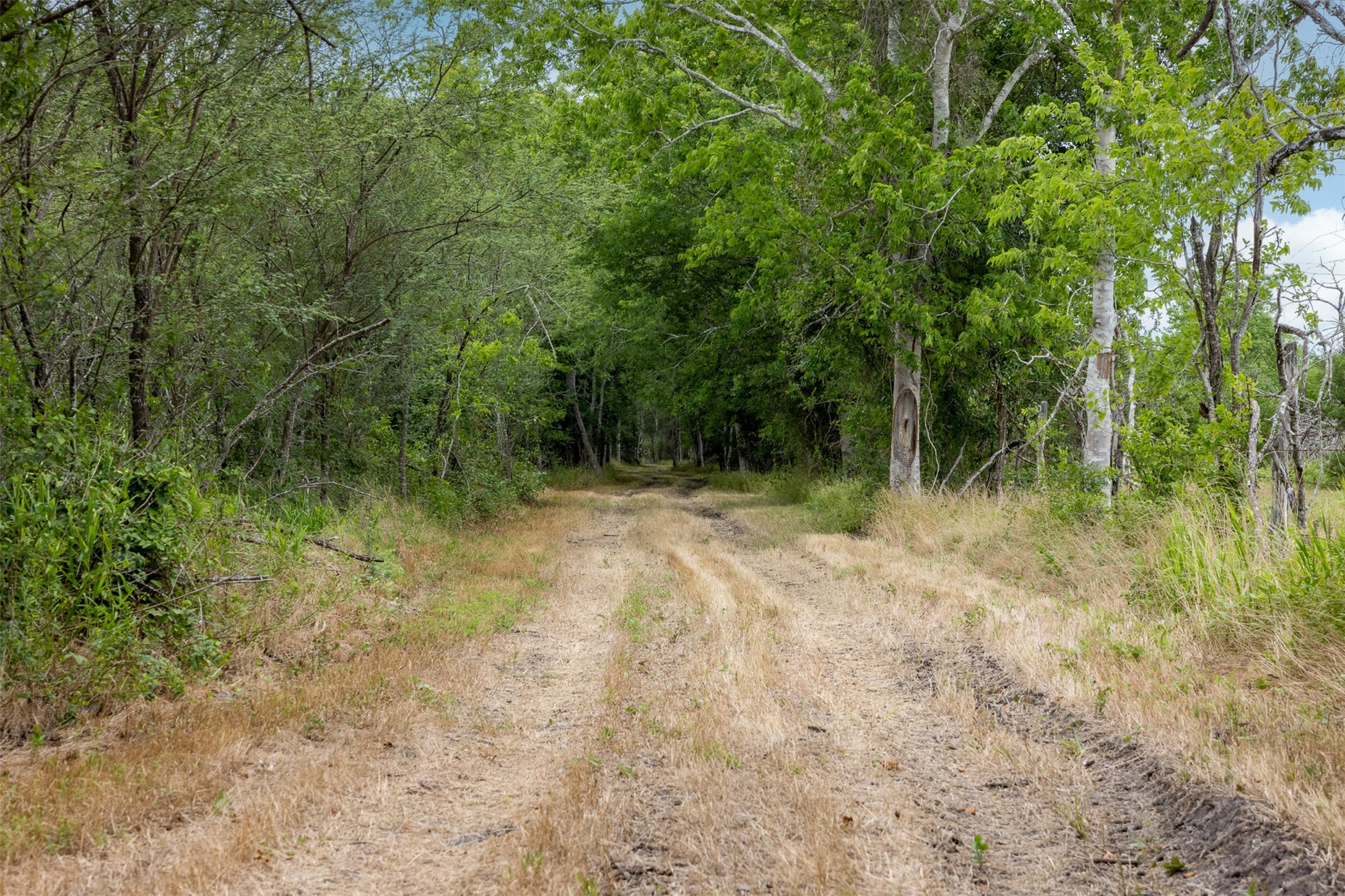 0 Ives Creek Road Bellville, TX 77418 - Photo 21 of 33 a view of outdoor space and trees