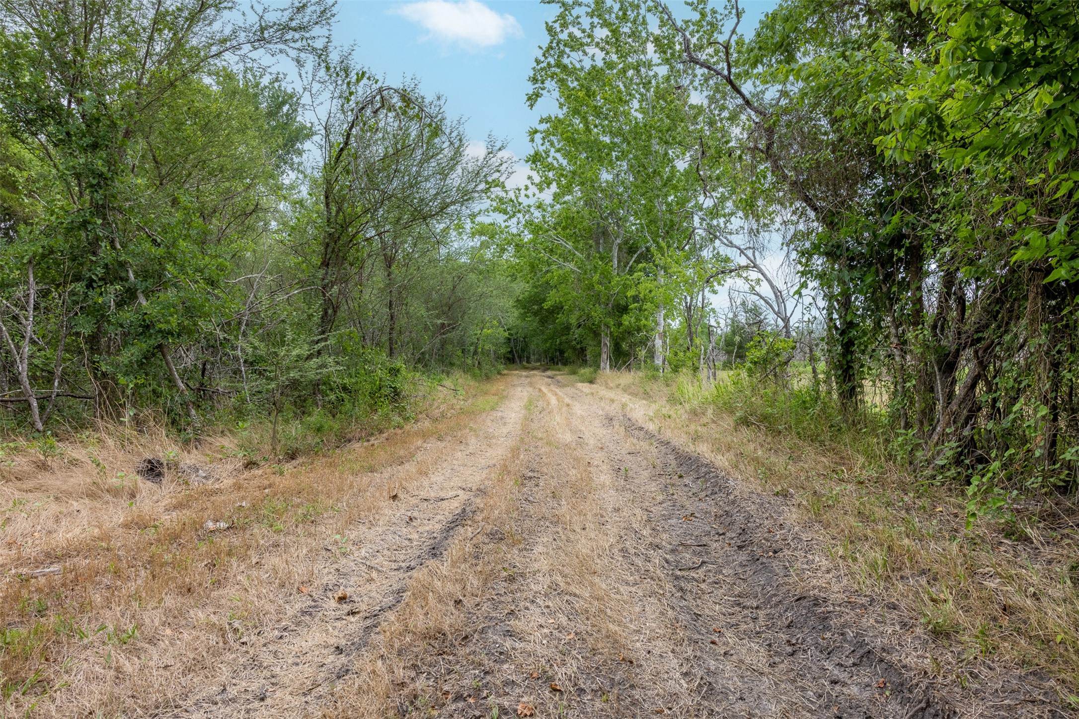 0 Ives Creek Road Bellville, TX 77418 - Photo 22 of 33 a view of a forest with trees in the background