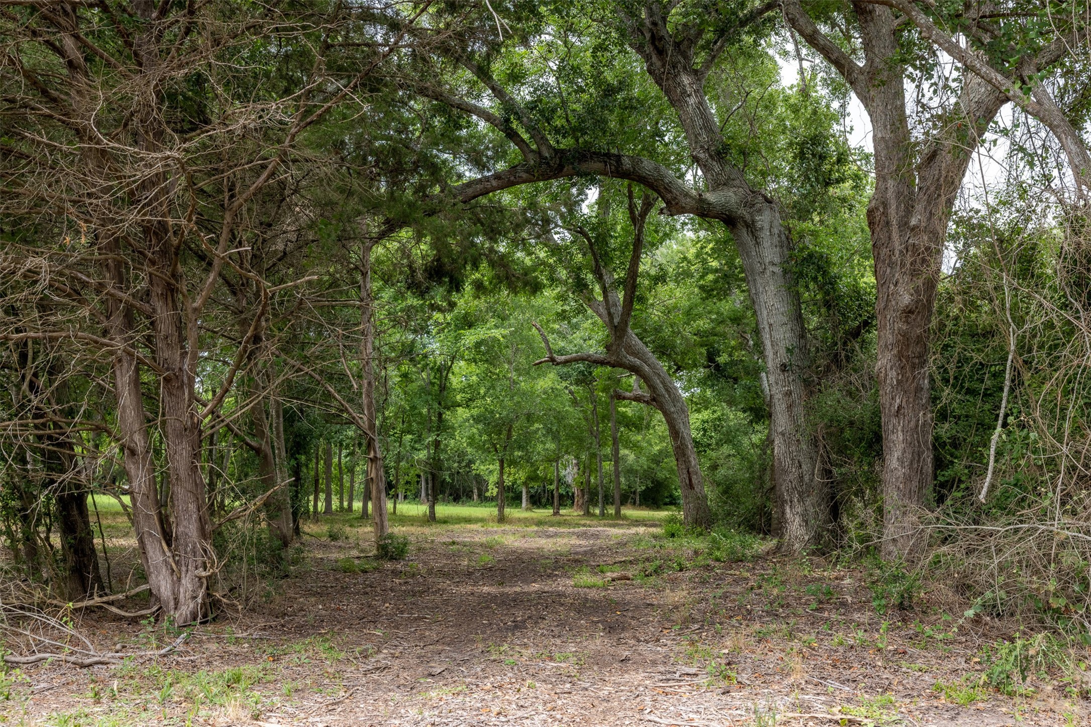 0 Ives Creek Road Bellville, TX 77418 - Photo 24 of 33 a backyard of a house with lots of trees