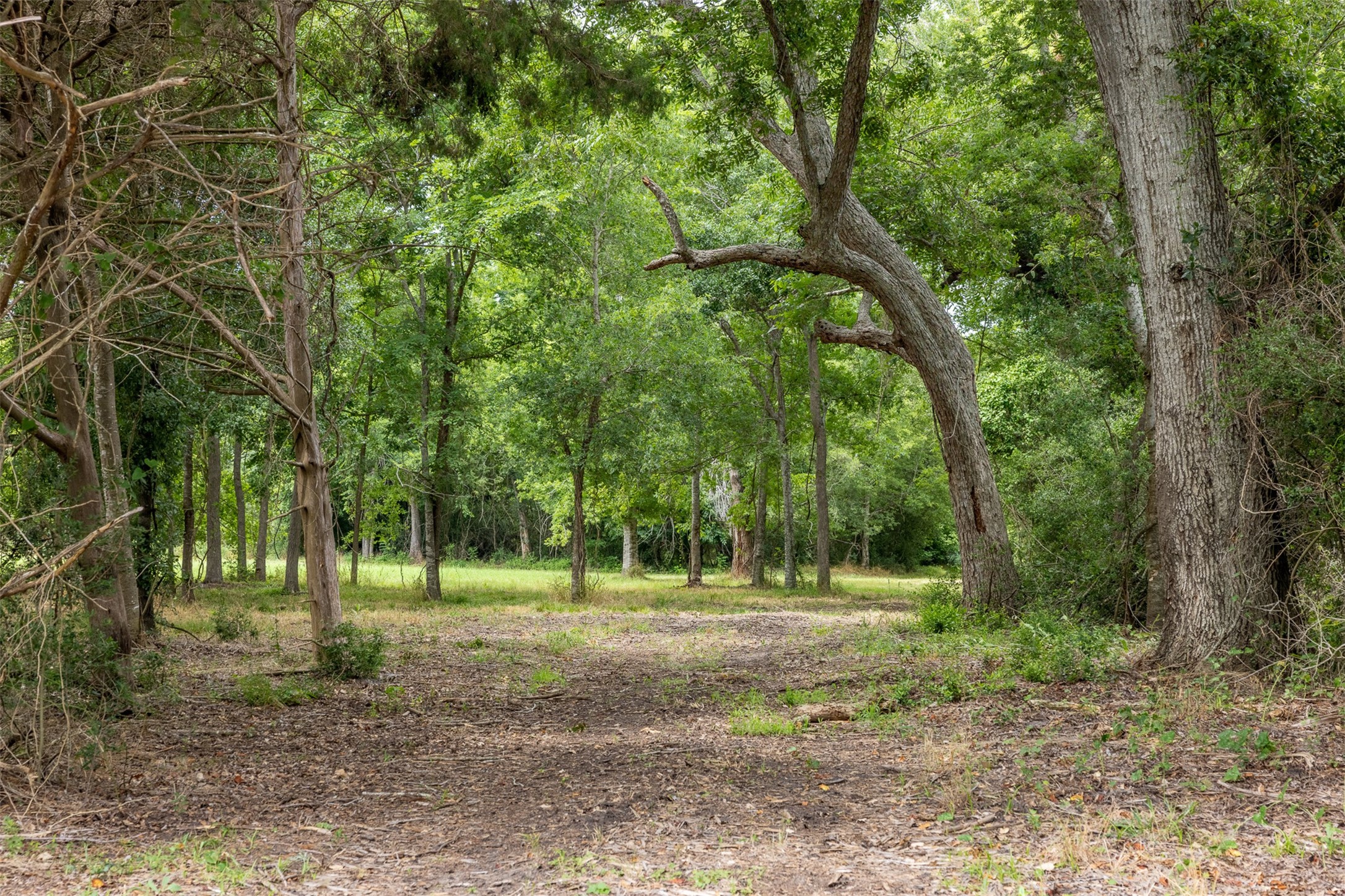 0 Ives Creek Road Bellville, TX 77418 - Photo 3 of 33 a view of a park with large trees