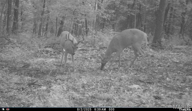 $1,068,000 | 28450 Hwy M, Middletown, MO 63359