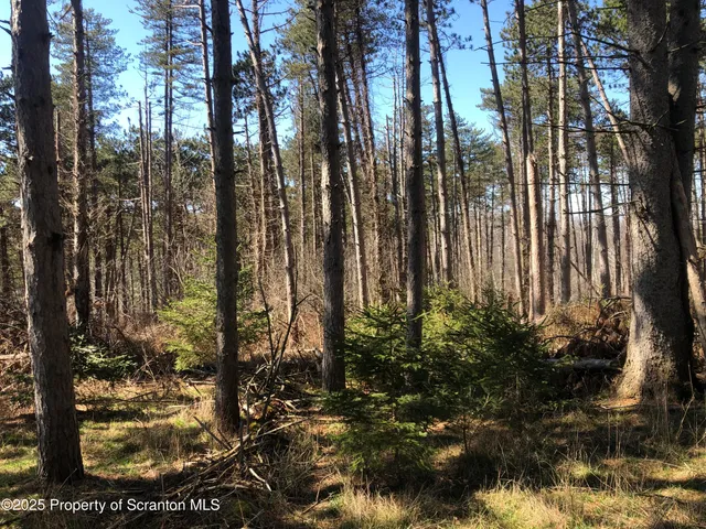 a view of outdoor space with lots of trees