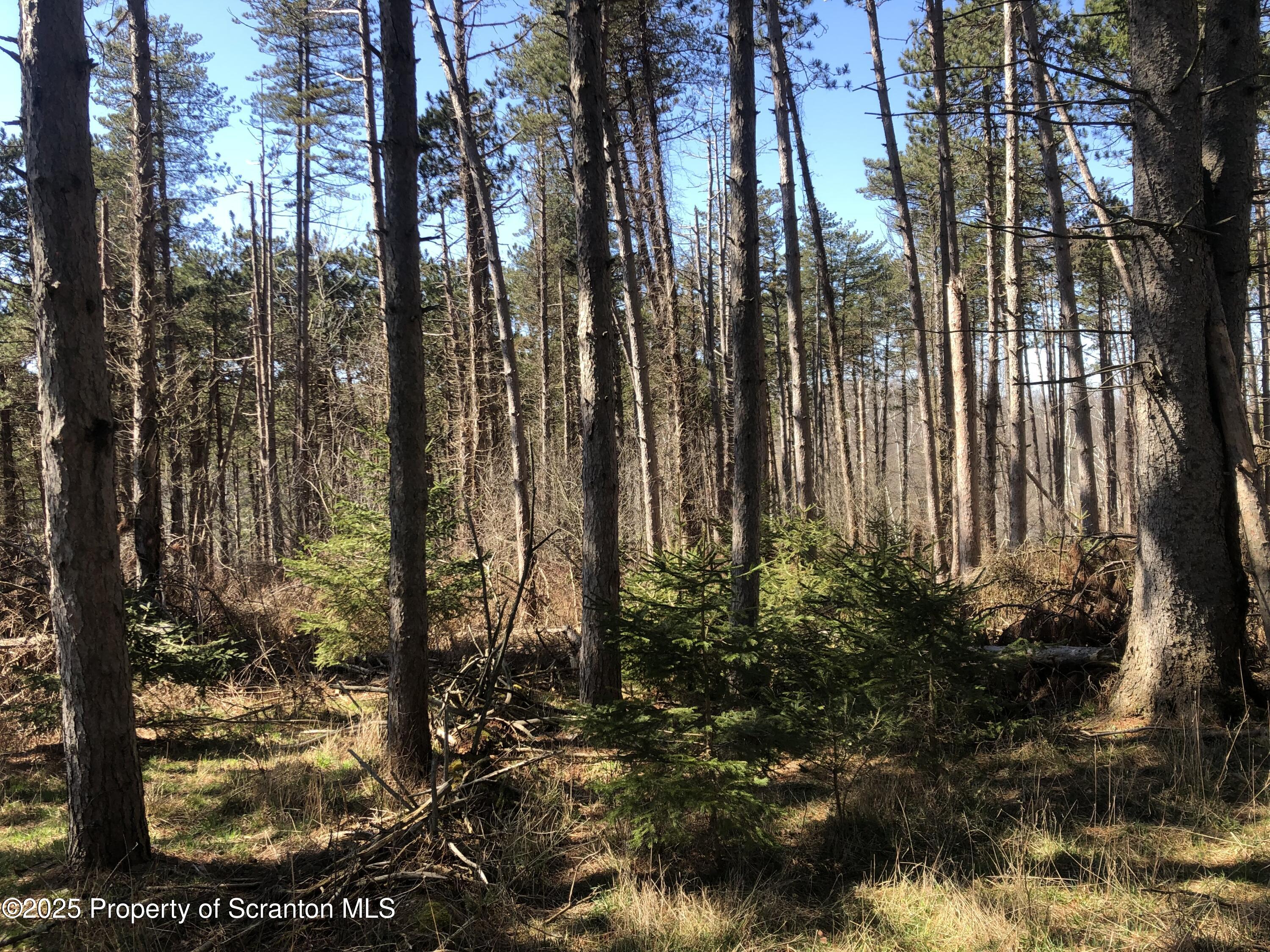 a view of outdoor space with lots of trees