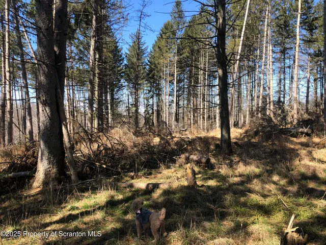 a view of backyard of a building