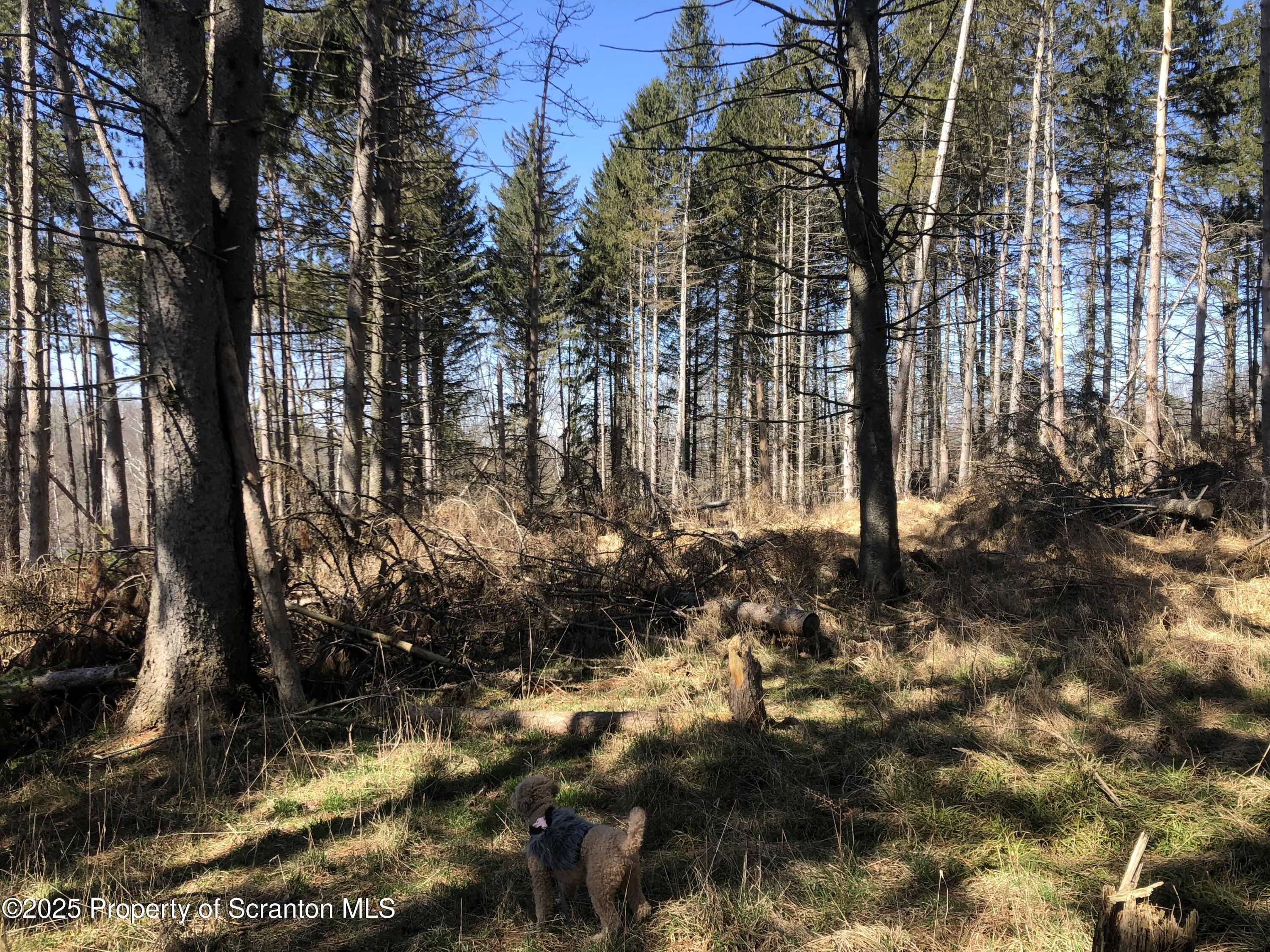 634 Lily Lake Road Dalton, PA 18414 - Photo 2 of 2 a view of backyard of a building