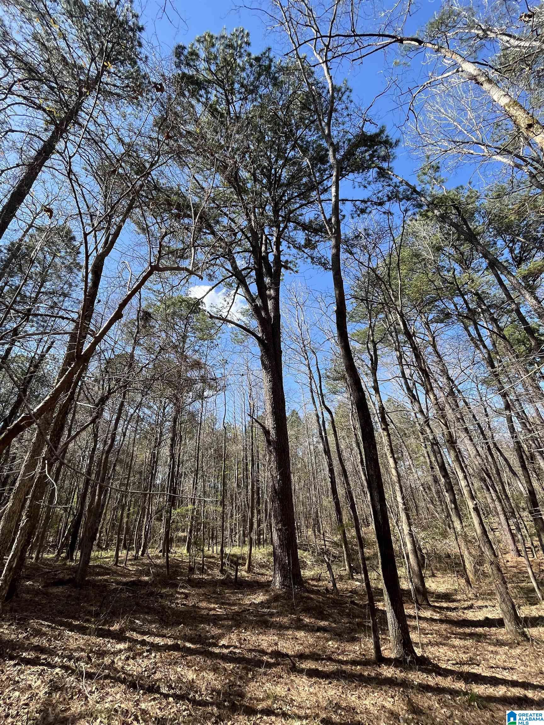 1354 Yeager Road Brent, AL 35034 - Photo 22 of 50 Gallery Image 22