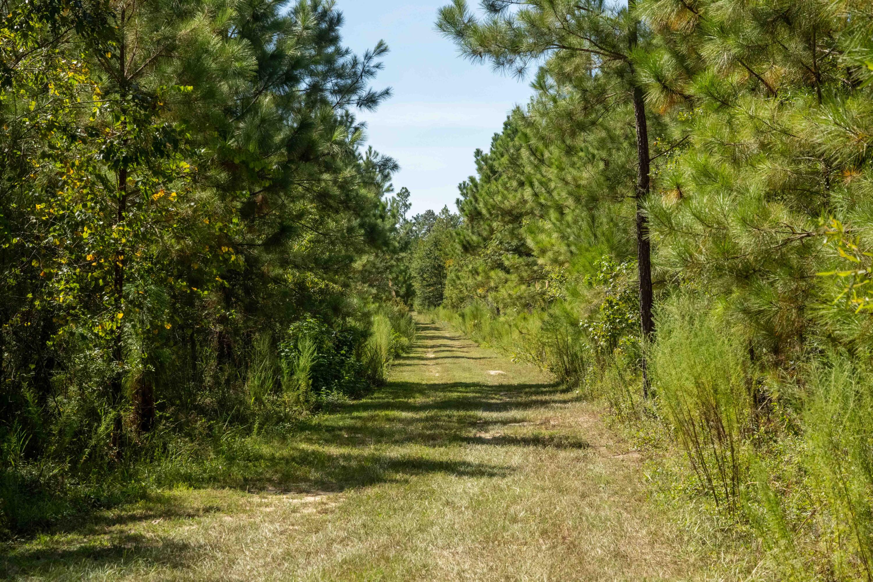 1084 Farnum Road Orangeburg, SC 29118 - Photo 105 of 113 1084 Farnum Rd-110