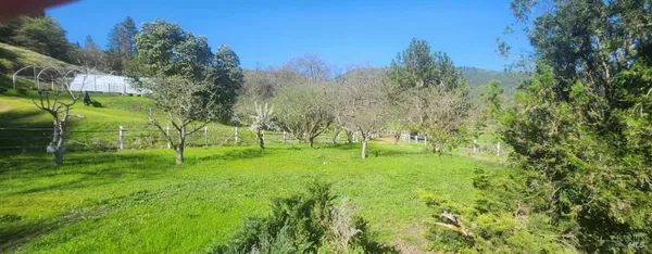 a view of field with tall trees
