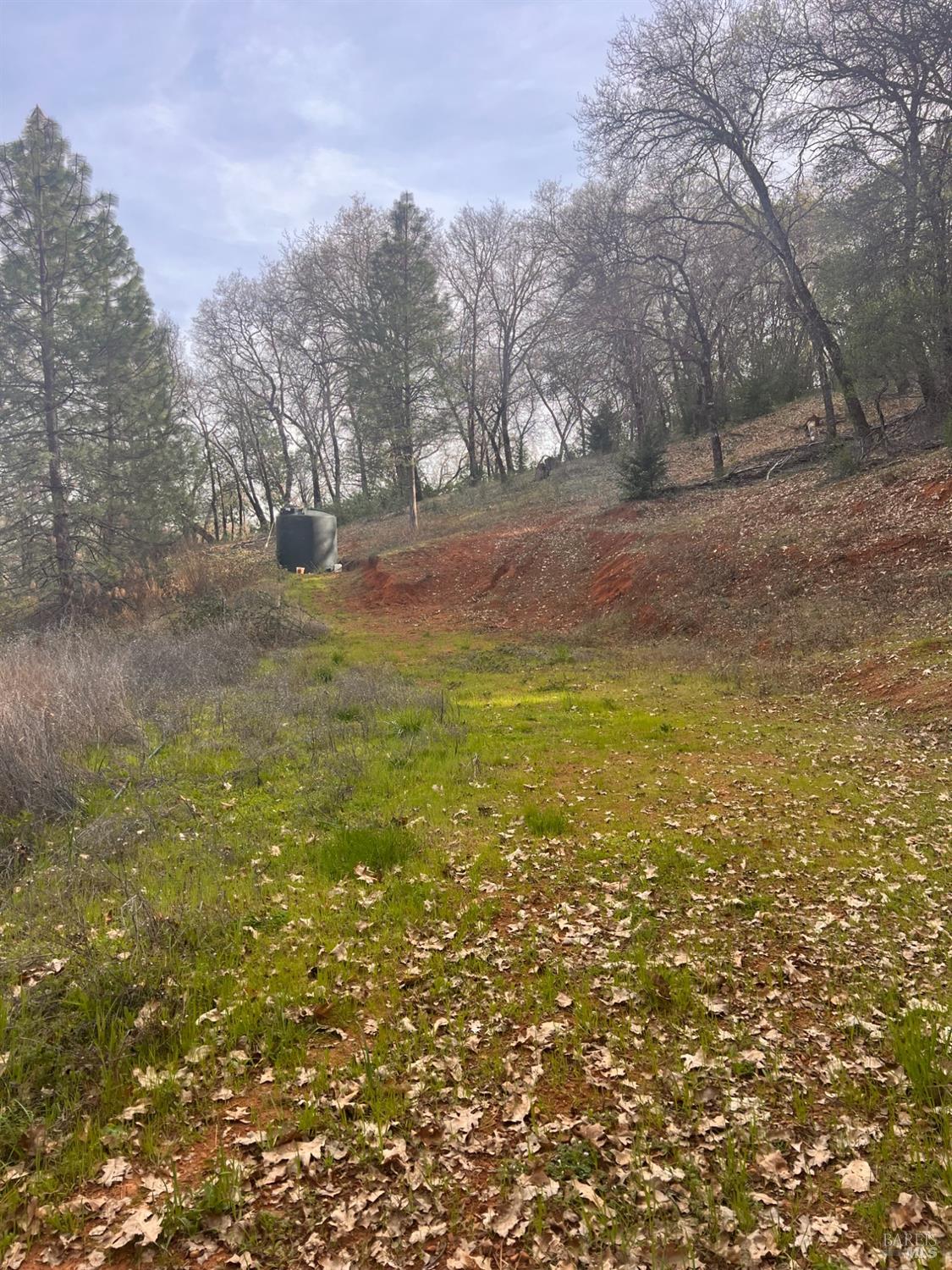 78951 Zenia Road Covelo, CA 95428 - Photo 26 of 37 a view of yard with trees