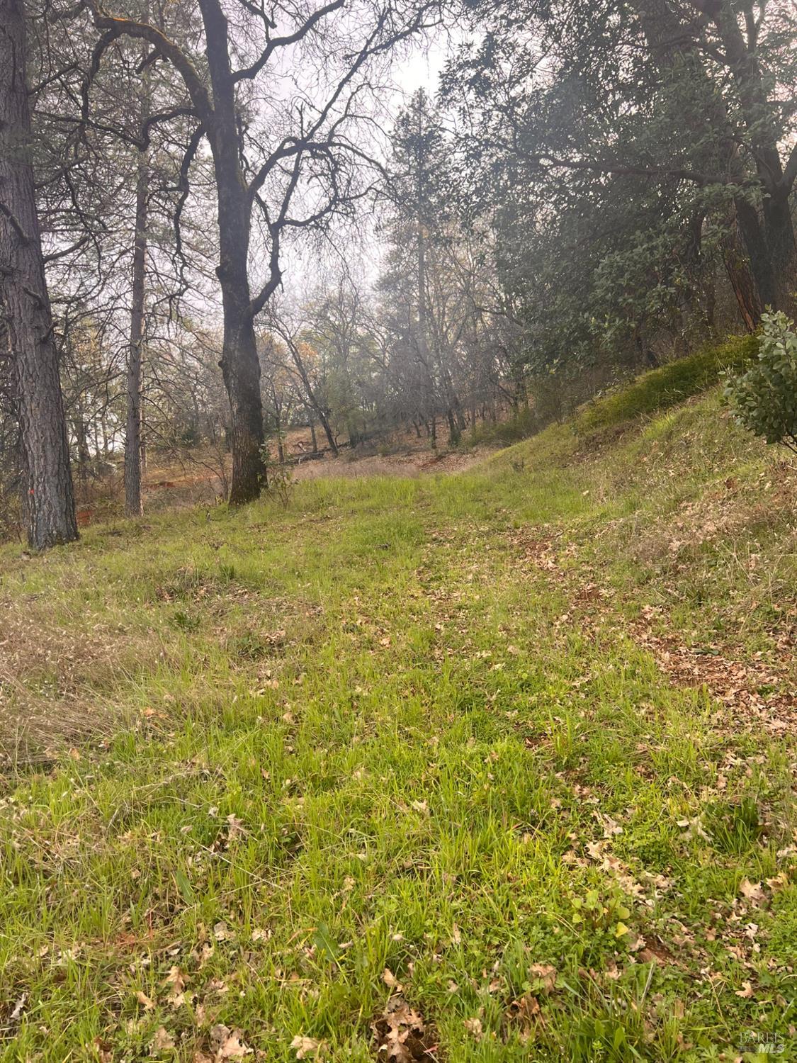 78951 Zenia Road Covelo, CA 95428 - Photo 27 of 37 a yard with a trees