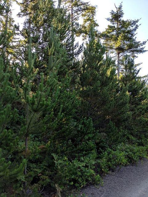 1703 Meena Way Tillamook, OR 97141 - Photo 10 of 14 010