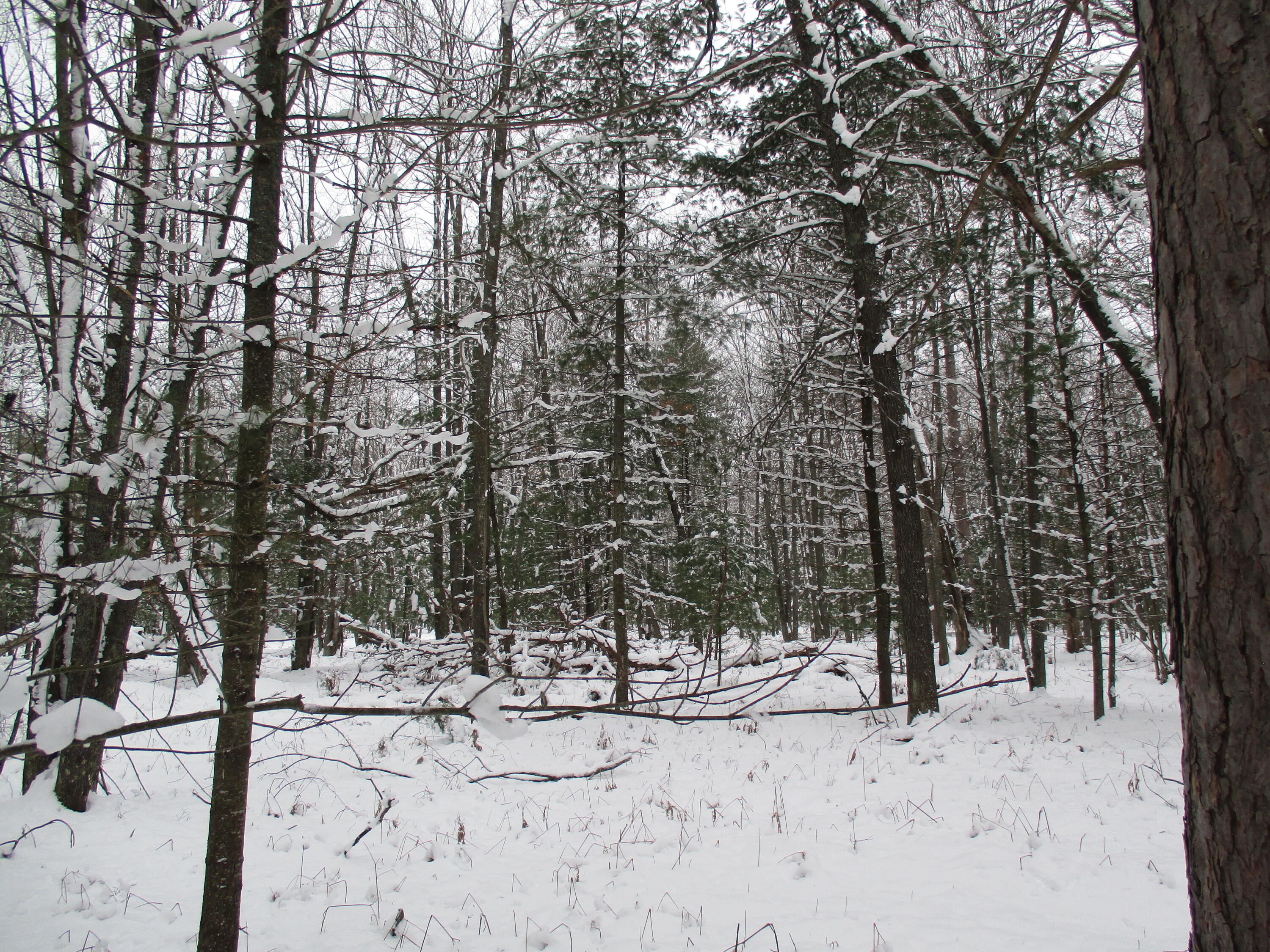 Trem Pal Road Grayling, MI 49738 - Photo 1 of 11 Gallery Image 1